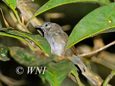 Unicolored Antwren (Myrmotherula unicolor)